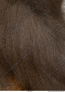 monkey skin fur  0003